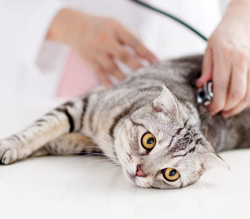 Tierkrankenversicherung<br>für Hund, Katze oder Pferd